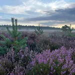 Dom wakacyjny Fantastisch Luxe Boshuis I Onthaasten In De *